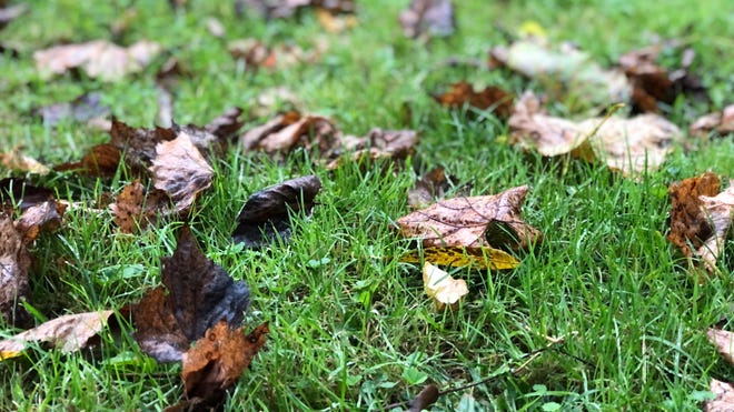 Bagging leaves, using gas mowers, destroys the environment